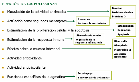 FIGURA 1 Esquema de las diferentes funciones que desempeñan las poliaminas en el organismo