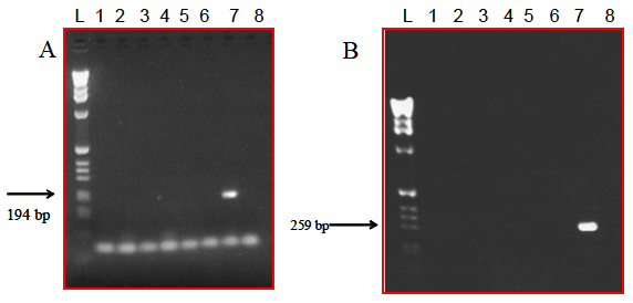 FIGURE 1 PCR products of 16sDNA V3 region from bacteria isolated from formula with probiotics
