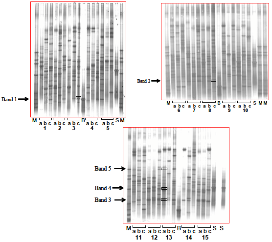 FIGURE 2 DGGE analysis of fecal samples from children supplemented with or without probiotics