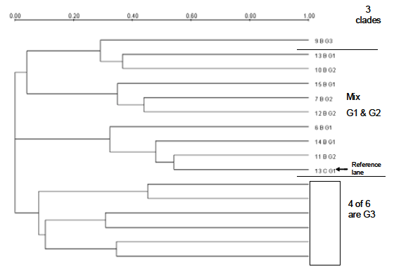 FIGURE 3 Dendrogram representing dietary correlations of PCRDGGE banding patterns in fecal samples from children supplemented with formula with probiotics or without probiotics and regular family food