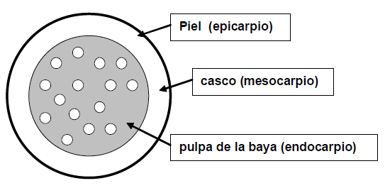 FIGURA 1 Fraccciones de un corte de guayaba, desde la parte más externa hacia el centro de la fruta (piel, casco, pulpa de la baya)