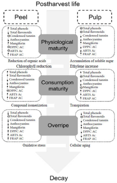 Ɵ: without changes; ↑: increase; ↓: lowering; AC: antioxidant capacity Figure 3. Biochemical adaptation of polyphenols in Manila mango.