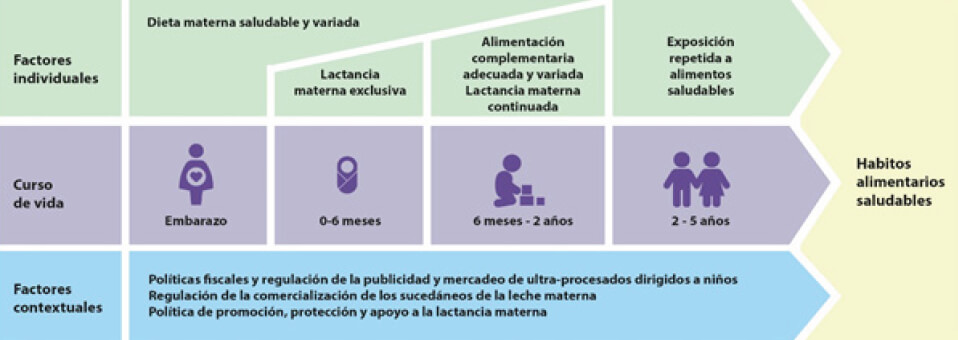 Fuente: Elaboración propia con base en evidencia científica y conocimiento experto. Figura 1. Factores individuales y contextuales con el potencial de formar preferencias alimentarias saludables y mejorar la calidad de la dieta desde etapas tempranas de la vida