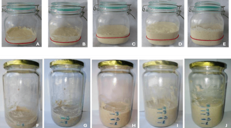 Figure 3. Representative image of sourdough formulation Triticum spelta L. (A, B, C, D, and E) and Phaseolus Vulgaris, L. (F, G, H, I, and J). Increased sourdough volume day 1 to 5.