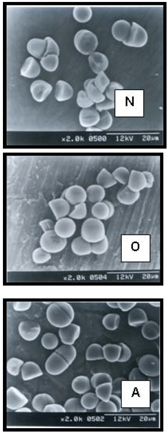 FIGURA 1 Micrografías de los almidones de semillas de Artocarpus altilis nativo (N), oxidado (O) y acetilado (A)