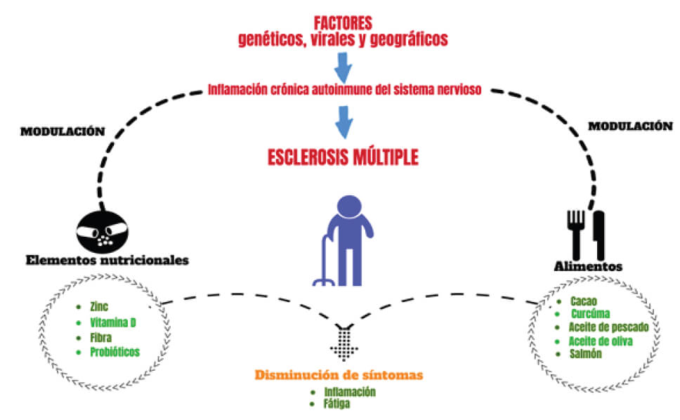 Figura 1. Alimentos y elementos nutricionales en la mejora de la sintomatología de la EM. Se ha demostrado la participación de componentes dietéticos en la disminución de interleucinas proinflamatorias que conducen a una reducción de la fatiga en pacientes con EM.